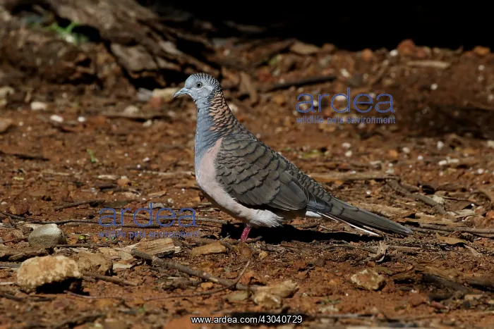 : Bar-shouldered Dove : Bar-shouldered Dove
