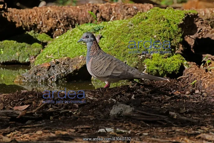 : Bar-shouldered Dove : Bar-shouldered Dove