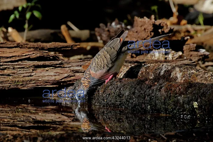 : Bar-shouldered Dove : Bar-shouldered Dove