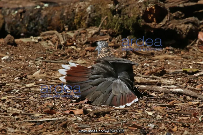 : Bar-shouldered Dove : Bar-shouldered Dove