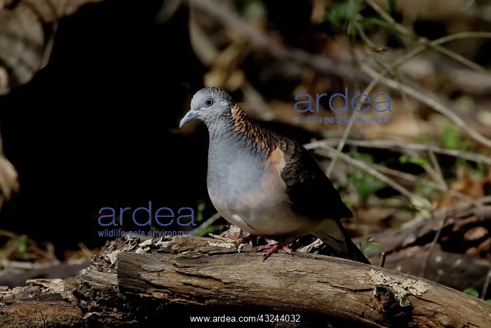 : Bar-shouldered Dove : Bar-shouldered Dove