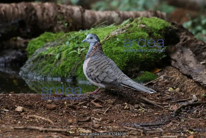 : Bar-shouldered Dove : Bar-shouldered Dove