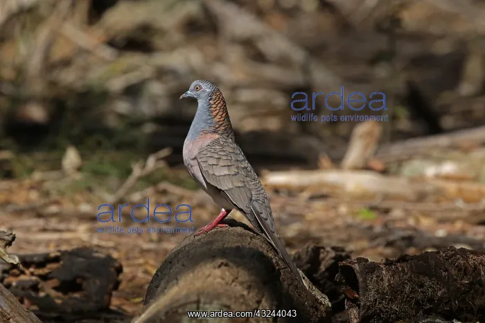 : Bar-shouldered Dove : Bar-shouldered Dove