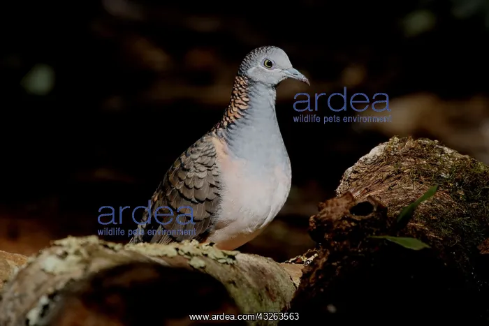  : Bar-shouldered Dove