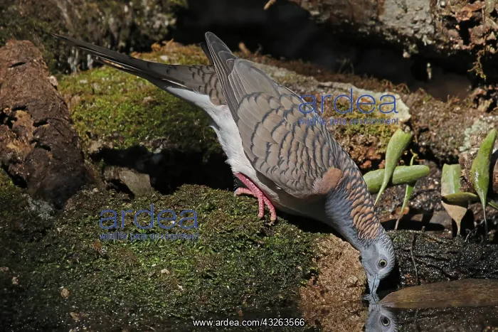  : Bar-shouldered Dove