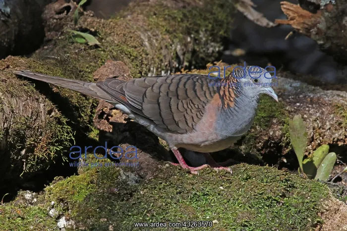  : Bar-shouldered Dove