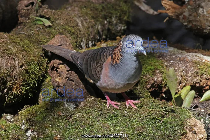  : Bar-shouldered Dove