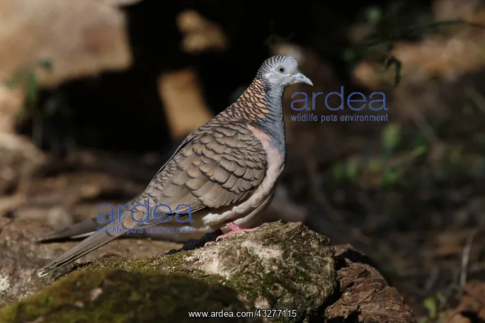  : Bar-shouldered Dove