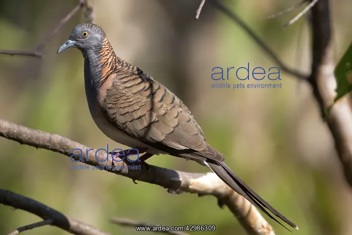 : Bar-shouldered Dove - perched on a branch : Bar-shouldered Dove - perched on a branch