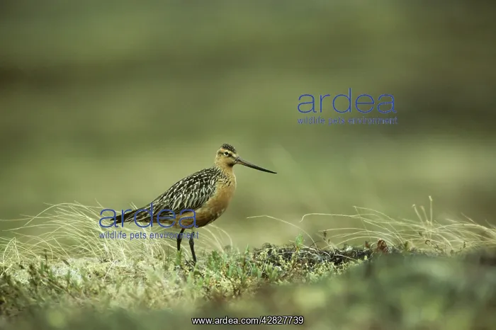 : Bar-tailed Godwit : Bar-tailed Godwit
