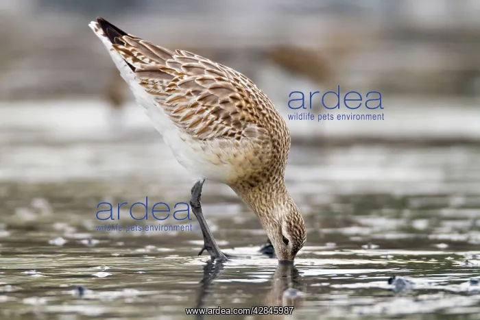 : Bar Tailed Godwit : Bar Tailed Godwit