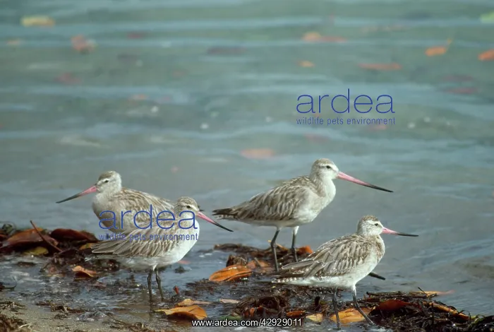 : Bar-tailed Godwit : Bar-tailed Godwit