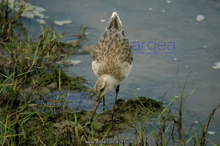 : Bar-tailed Godwit : Bar-tailed Godwit