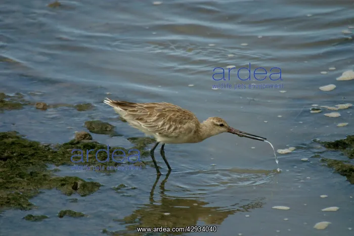 : Bar-tailed Godwit : Bar-tailed Godwit