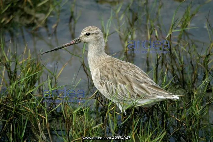 : Bar-tailed Godwit : Bar-tailed Godwit