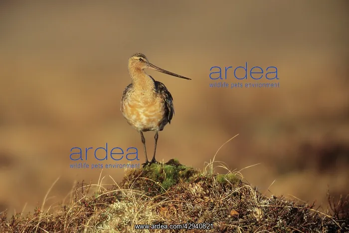 : Bar-tailed Godwit : Bar-tailed Godwit