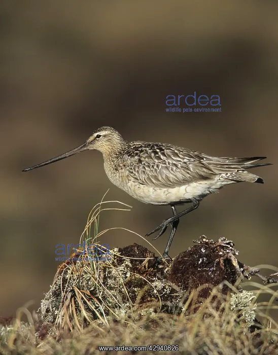 : Bar-tailed Godwit : Bar-tailed Godwit