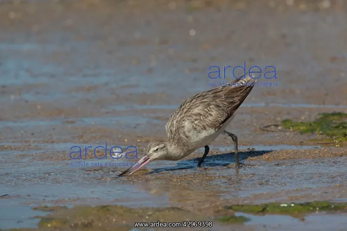 : Bar-tailed Godwit : Bar-tailed Godwit