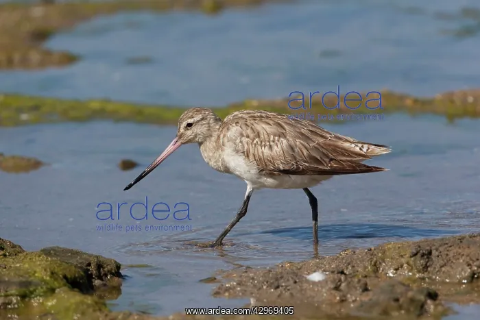 : Bar-tailed Godwit : Bar-tailed Godwit