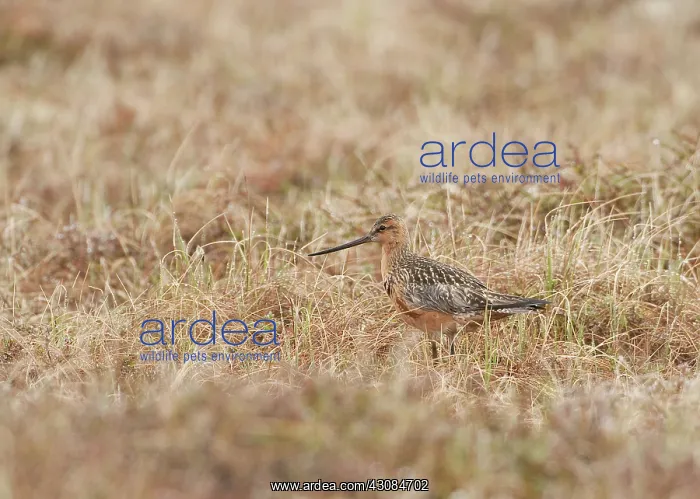 : Bar-tailed godwit : Bar-tailed godwit