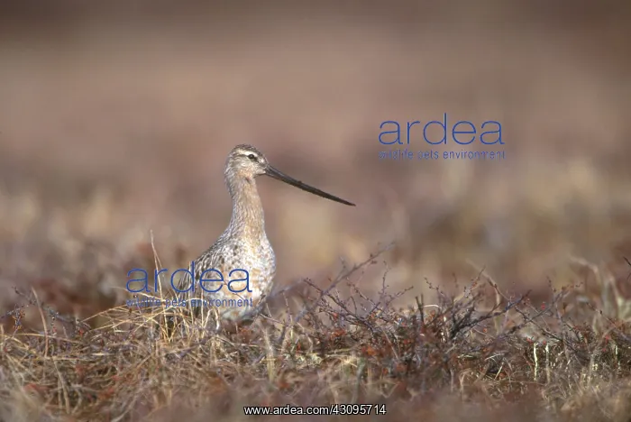 : Bar-tailed Godwit : Bar-tailed Godwit