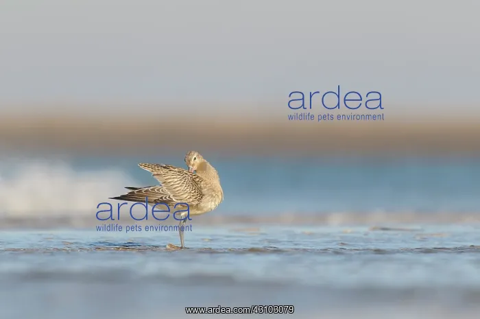 : Bar-tailed Godwit : Bar-tailed Godwit