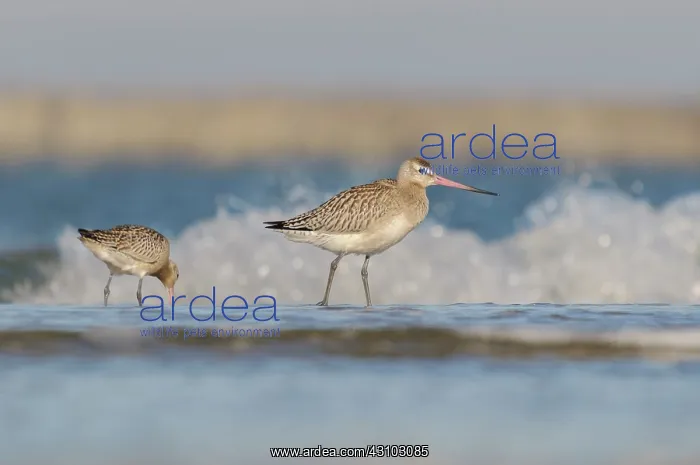 : Bar-tailed Godwit : Bar-tailed Godwit