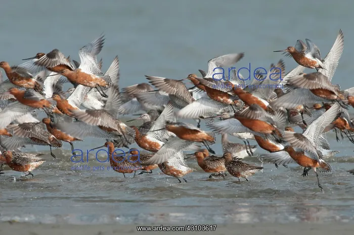  : Bar-tailed Godwit