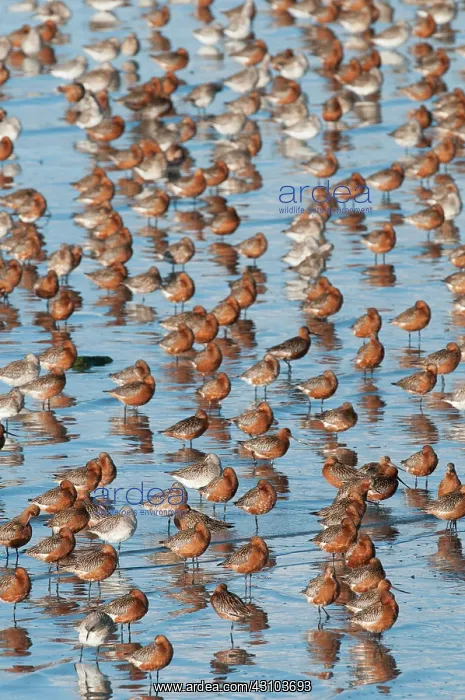  : Bar-tailed Godwit