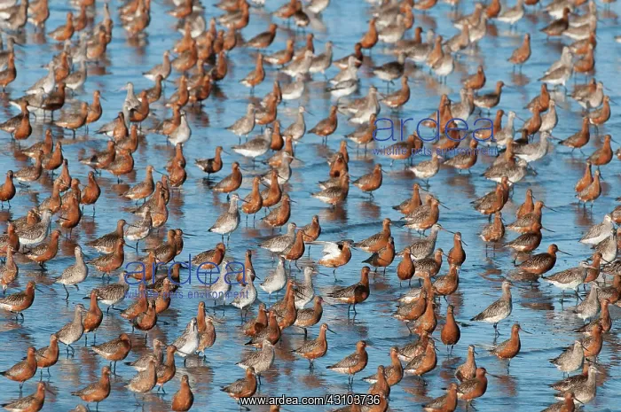 : Bar-tailed Godwit : Bar-tailed Godwit