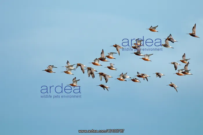 : Bar-tailed Godwit : Bar-tailed Godwit