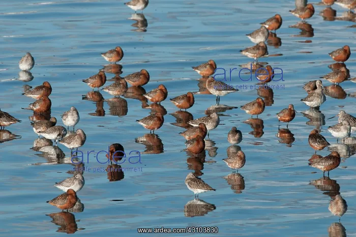 : Bar-tailed Godwit : Bar-tailed Godwit