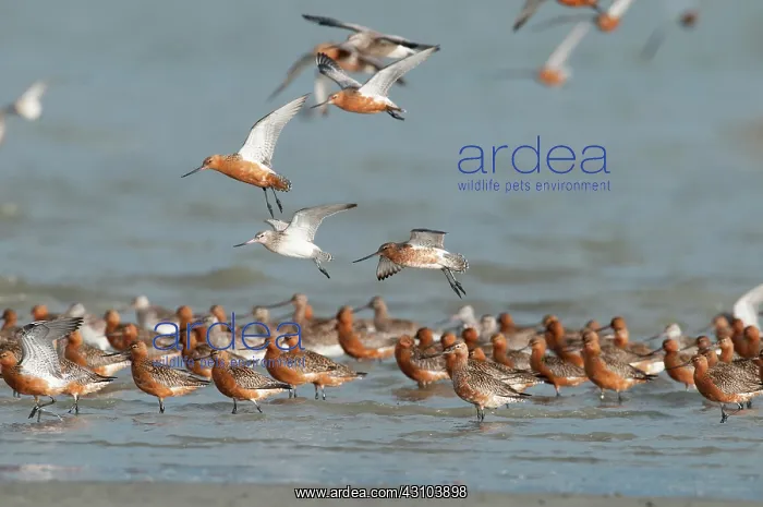 : Bar-tailed Godwit : Bar-tailed Godwit