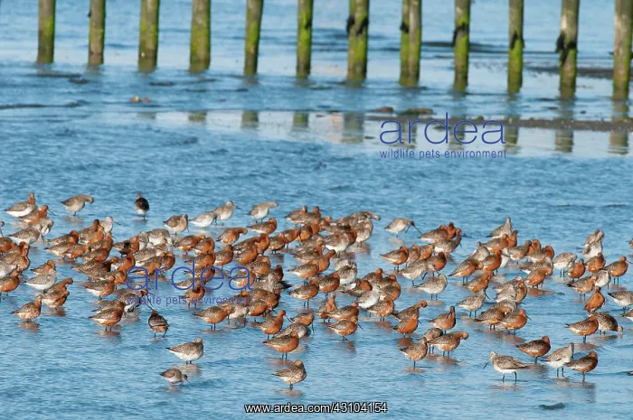 : Bar-tailed Godwit : Bar-tailed Godwit