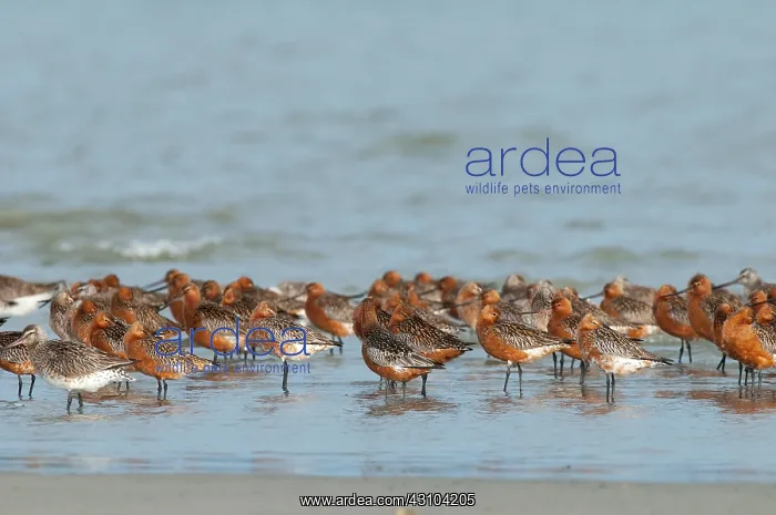 : Bar-tailed Godwit : Bar-tailed Godwit