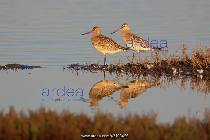 : Bar-tailed Godwit : Bar-tailed Godwit