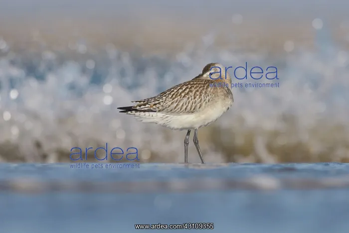 : Bar-tailed Godwit : Bar-tailed Godwit