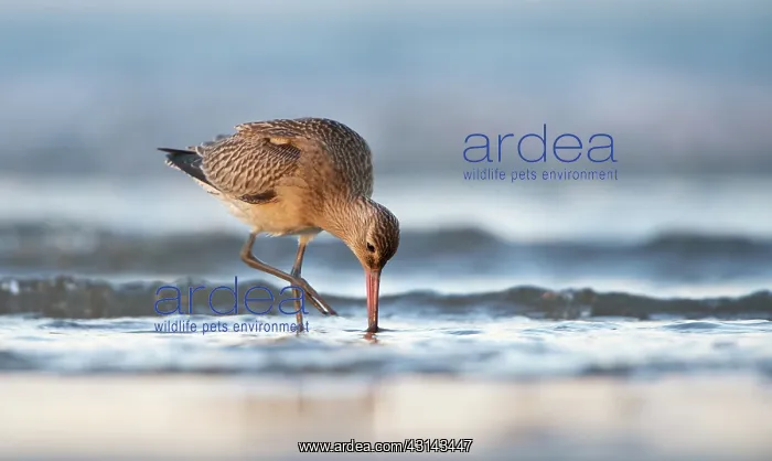: Bar-tailed Godwit : Bar-tailed Godwit