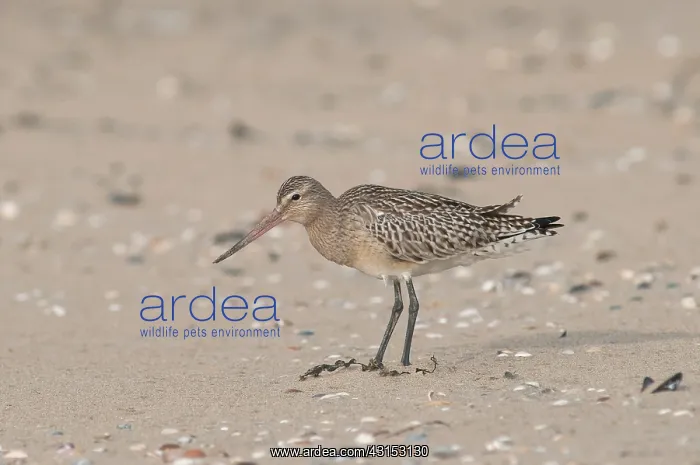 : Bar-tailed Godwit : Bar-tailed Godwit