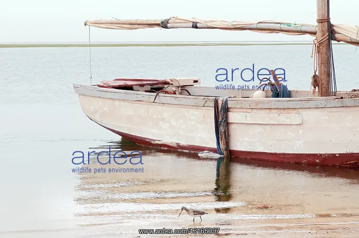 : Bar-tailed Godwit : Bar-tailed Godwit