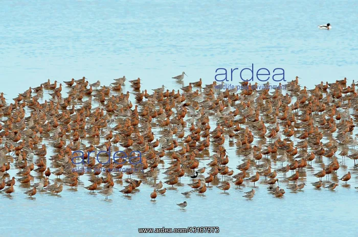 : Bar-tailed Godwit : Bar-tailed Godwit