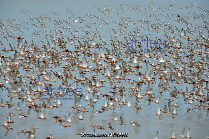 : Bar-tailed Godwit : Bar-tailed Godwit