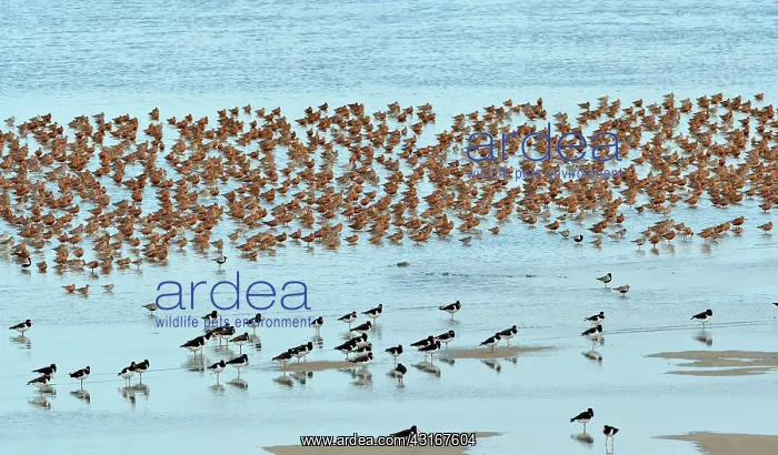 : Bar-tailed Godwit : Bar-tailed Godwit