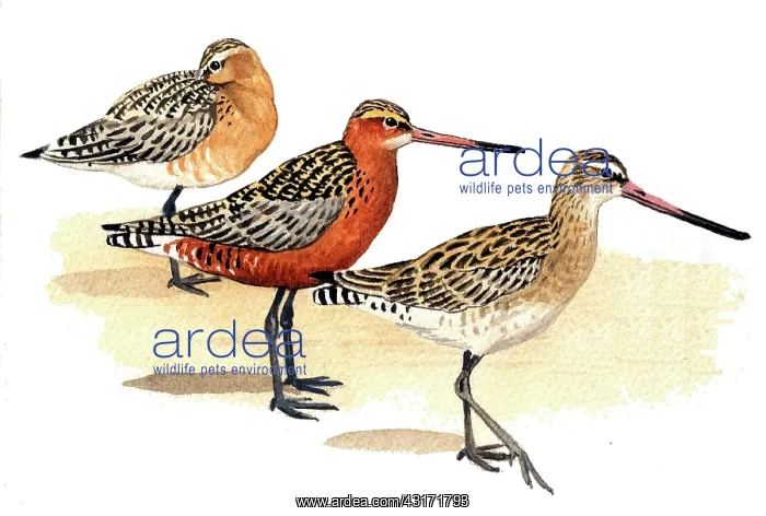 : Bar-tailed Godwit : Bar-tailed Godwit