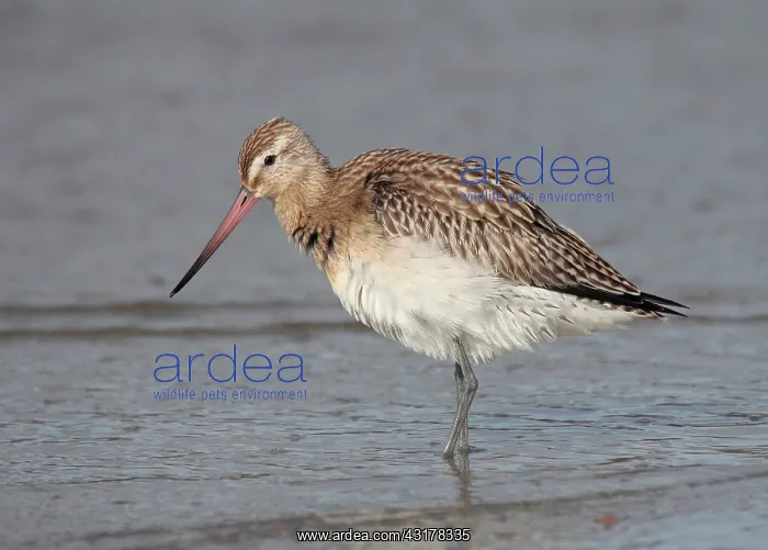 : Bar-tailed Godwit : Bar-tailed Godwit