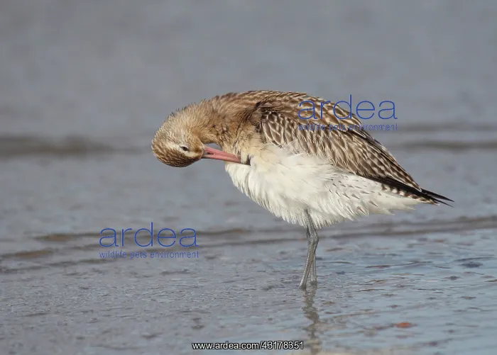 : Bar-tailed Godwit : Bar-tailed Godwit