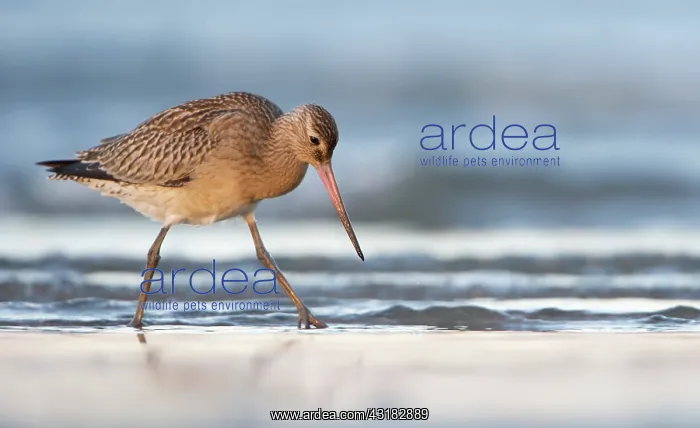 : Bar-tailed Godwit : Bar-tailed Godwit