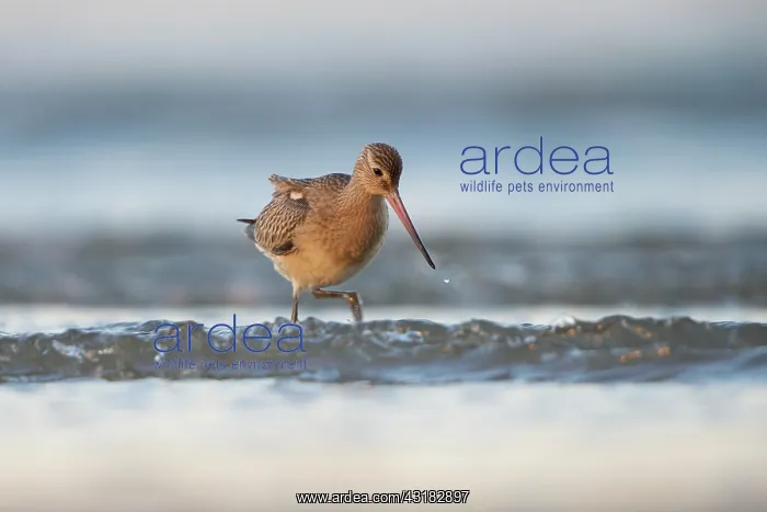 : Bar-tailed Godwit : Bar-tailed Godwit