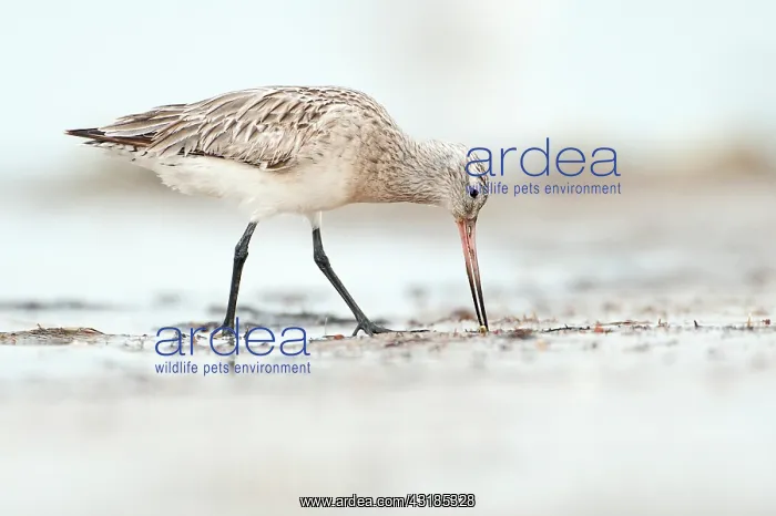 : Bar-tailed Godwit : Bar-tailed Godwit