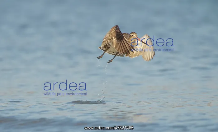 : Bar-tailed Godwit : Bar-tailed Godwit